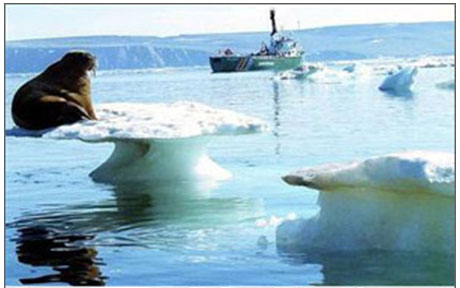 walrus on iceberg